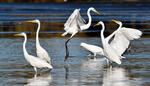 Grande Aigrette