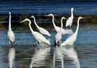 Grande Aigrette