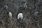 Grande Aigrette