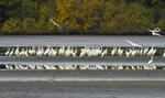 Grande Aigrette