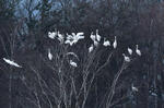 Grande Aigrette