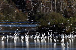 Grande Aigrette