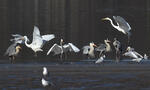 Grande Aigrette