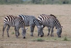 Granta zebra