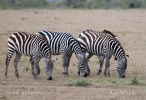 Grant's Zebra