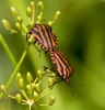 Graphosoma italicum