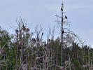 Great Cormorant, W.T.Eagle