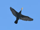 Great Cormorant