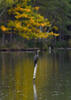 Great Cormorant