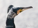 Great Cormorant