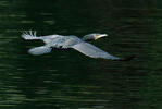 Great Cormorant