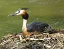 Great Crested Grebe