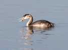 Great Crested Grebe