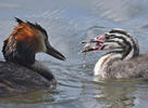 Great Crested Grebe