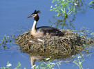 Great Crested Grebe