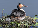 Great Crested Grebe