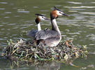 Great Crested Grebe