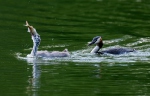 Great Crested Grebe