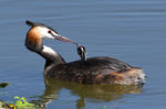 Great Crested Grebe