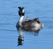 Great Crested Grebe