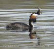 Great Crested Grebe