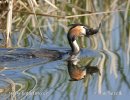 Great Crested Grebe