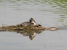 Great Crested Grebe