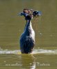 Great Crested Grebe