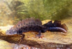 Great Crested Newt