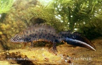 Great Crested Newt