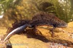 Great Crested Newt