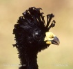 Great Curassow