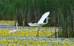 Great Egret