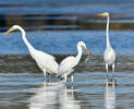 Great Egret