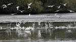 Great Egret Gray Heron