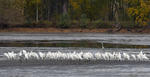 Great Egret Gray Heron