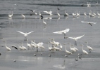 Great Egret Gray Heron