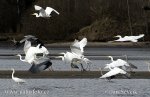 Great Egret Gray Heron