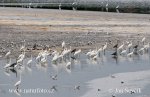 Great Egret Gray Heron