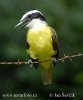 Great Kiskadee