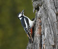 Great Spotted Woodpecker