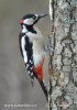 Great Spotted Woodpecker