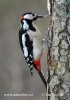 Great Spotted Woodpecker