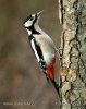 Great Spotted Woodpecker