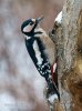 Great Spotted Woodpecker