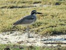 Great Stone Plover