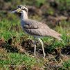 Great Stone Plover