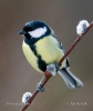 Great Tit