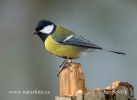 Great Tit