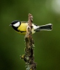 Great Tit